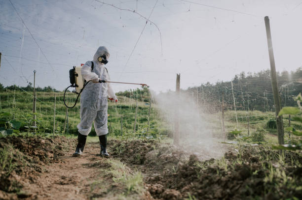 Best Pest Removal Services  in Valley Center, CA