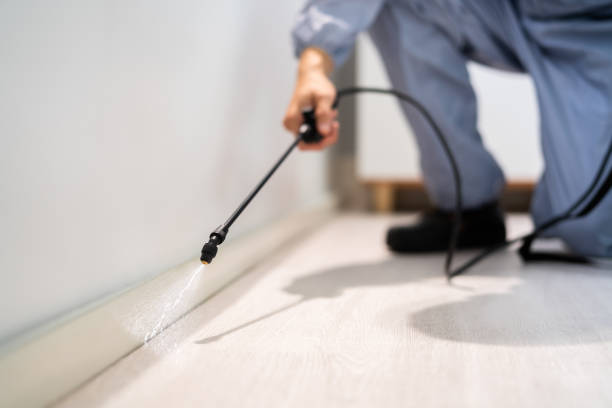 Flea Control Services in Valley Center, CA