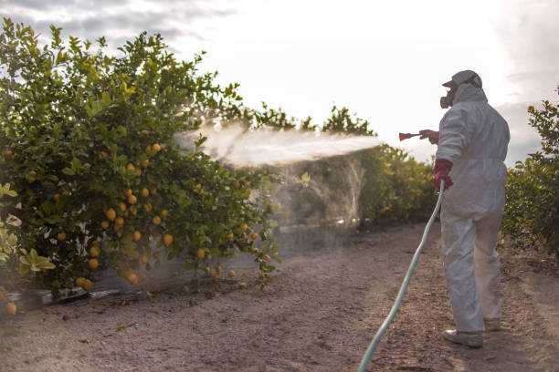 Best Pest Removal Services  in Valley Center, CA