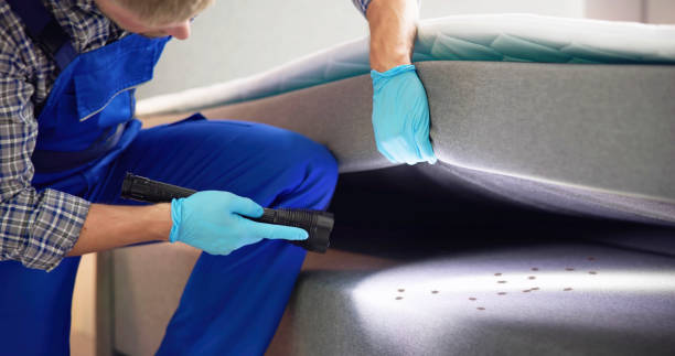 Trusted Valley Center, CA Pest Control Experts
