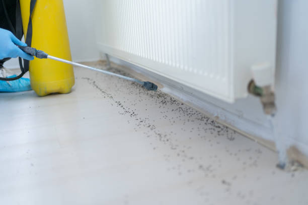 Best Pest Inspection Near Me  in Valley Center, CA